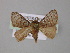  ( - BC ZSM Lep 11036)  @12 [ ] CreativeCommons - Attribution Non-Commercial Share-Alike (2010) Unspecified SNSB, Zoologische Staatssammlung Muenchen