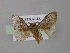  ( - BC ZSM Lep 11042)  @12 [ ] CreativeCommons - Attribution Non-Commercial Share-Alike (2010) Unspecified SNSB, Zoologische Staatssammlung Muenchen