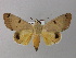  ( - BC ZSM Lep 11055)  @13 [ ] CreativeCommons - Attribution Non-Commercial Share-Alike (2010) Unspecified SNSB, Zoologische Staatssammlung Muenchen