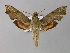  ( - BC ZSM Lep 01363)  @13 [ ] CreativeCommons - Attribution Non-Commercial Share-Alike (2010) Unspecified SNSB, Zoologische Staatssammlung Muenchen