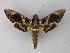  ( - BC ZSM Lep 02199)  @14 [ ] CreativeCommons - Attribution Non-Commercial Share-Alike (2010) Unspecified SNSB, Zoologische Staatssammlung Muenchen