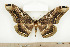  ( - BC-TB7918)  @13 [ ] Copyright (2010) Thierry Bouyer Research Collection of Phillipe Leonard