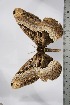  ( - BC-TB4773)  @12 [ ] Copyright (2010) Unspecified Research Collection of Thierry Bouyer