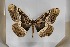  ( - BC-TB5533)  @11 [ ] Copyright (2010) Unspecified Research Collection of Thierry Bouyer