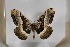  ( - BC-TB5544)  @13 [ ] Copyright (2010) Unspecified Research Collection of Thierry Bouyer