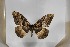  ( - BC-TB5549)  @12 [ ] Copyright (2010) Unspecified Research Collection of Thierry Bouyer
