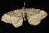  (Xanthorhoe fossaria - HLC-21776)  @14 [ ] CreativeCommons - Attribution (2010) Unspecified Centre for Biodiversity Genomics