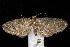  (Eupithecia bryanti - HLC-23473)  @14 [ ] CreativeCommons - Attribution (2010) Unspecified Centre for Biodiversity Genomics