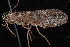  ( - 08-JDWBC-3572)  @13 [ ] CreativeCommons - Attribution (2010) Unspecified Centre for Biodiversity Genomics