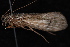  ( - 08-JDWBC-3579)  @13 [ ] CreativeCommons - Attribution (2010) Unspecified Centre for Biodiversity Genomics