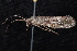  ( - 08-JDWBC-3624)  @13 [ ] CreativeCommons - Attribution (2010) Unspecified Centre for Biodiversity Genomics