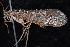  ( - 08-JDWBC-3629)  @13 [ ] CreativeCommons - Attribution (2010) Unspecified Centre for Biodiversity Genomics