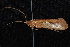  ( - 08-JDWBC-2333)  @13 [ ] CreativeCommons - Attribution (2010) Unspecified Centre for Biodiversity Genomics