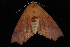  (Tetracis - 10-JDWBC-5173)  @15 [ ] CreativeCommons - Attribution (2010) Unspecified University of British Columbia