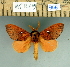  (Hypotrabala argenteoguttata - 2011-966)  @14 [ ] Unspecified (default): All Rights Reserved  2011-966 Unspecified