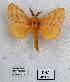  (Bombycopsis sp - 2011-988)  @14 [ ] Unspecified (default): All Rights Reserved  2011-988 Unspecified