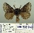  (Trichiura crataegi laristana - 2012-240)  @12 [ ] Unspecified (default): All Rights Reserved  Unspecified Unspecified