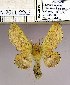  (Phyllodesma tremulifolium tremulifolium - 2011.2243)  @12 [ ] Unspecified (default): All Rights Reserved  2011.2243 Unspecified