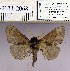  (Cosmotriche monotona likiangica - 2011.2068)  @13 [ ] Unspecified (default): All Rights Reserved  2011.2068 Unspecified