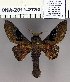  (Metanastria asteria - 2011.2780)  @14 [ ] Unspecified (default): All Rights Reserved  2011.2780 Unspecified