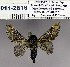  (Taragama proserpina - 2011.2816)  @13 [ ] Unspecified (default): All Rights Reserved  2011.2816 Unspecified