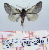  (Thaumetopoea dhofarensis - Str-280)  @13 [ ] Unspecified (default): All Rights Reserved  Unspecified Unspecified