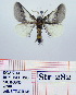  (Thaumetopoea apologetica - Str-282)  @13 [ ] Unspecified (default): All Rights Reserved  Unspecified Unspecified