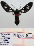  (Thyretes sp - Str-318)  @13 [ ] Unspecified (default): All Rights Reserved  Unspecified Unspecified