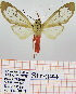  (Amerila gr. vitrea - Str-324)  @14 [ ] Unspecified (default): All Rights Reserved  Unspecified Unspecified