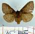  (Macrothylacia digramma digramma - Str-244)  @14 [ ] Unspecified (default): All Rights Reserved  Str-244 Unspecified