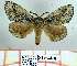  (Dendrolimus pini iberica - Str-264)  @13 [ ] Unspecified (default): All Rights Reserved  Str-264 Unspecified