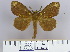 (Dendrolimus kikuchii - 2011.212)  @13 [ ] Unspecified (default): All Rights Reserved  Unspecified Unspecified