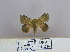  (Leipoxais fuscofasciata pr - 2011.230)  @13 [ ] Unspecified (default): All Rights Reserved  Unspecified Unspecified