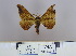  (Mustilia sabriformis - 2011.246)  @13 [ ] Unspecified (default): All Rights Reserved  Unspecified Unspecified