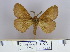  (Dendrolimus punctata pr - 2011.312)  @14 [ ] Unspecified (default): All Rights Reserved  Unspecified Unspecified
