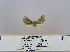 (Haplopacha chrysogramma - 2011.370)  @12 [ ] Unspecified (default): All Rights Reserved  Unspecified Unspecified