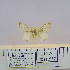  (Anadiasa malacosomoides - 2011.557)  @13 [ ] Unspecified (default): All Rights Reserved  Unspecified Unspecified