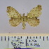  (Leipoxais sp - 2011.563)  @13 [ ] Unspecified (default): All Rights Reserved  Unspecified Unspecified