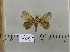  (Leipoxais lipophemisma - 2011-599)  @13 [ ] Unspecified (default): All Rights Reserved  Unspecified Unspecified