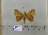  (Leipoxais ituria - 2011-636)  @13 [ ] Unspecified (default): All Rights Reserved  Unspecified Unspecified