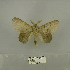  (Stenophatna cymographa - 2011.768)  @14 [ ] Unspecified (default): All Rights Reserved  Unspecified Unspecified