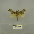  (Odontocheilopteryx dollmani - 2011.781)  @14 [ ] Unspecified (default): All Rights Reserved  Unspecified Unspecified