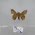  (Leipoxais emarginata - 2011.782)  @12 [ ] Unspecified (default): All Rights Reserved  Unspecified Unspecified