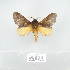  (Leptometa sp - 2011.790)  @14 [ ] Unspecified (default): All Rights Reserved  Unspecified Unspecified