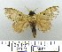  (Metanastria aconyta - LAS-DR 113)  @14 [ ] Unspecified (default): All Rights Reserved  Unspecified Unspecified