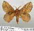  (Euthrix isocyma - LAS-DR 13)  @14 [ ] Unspecified (default): All Rights Reserved  Unspecified Unspecified