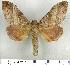  (Metanastria gemella - LAS-DR 28)  @14 [ ] Unspecified (default): All Rights Reserved  Unspecified Unspecified