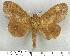  (Dendrolimus grisea - LAS-DR 36)  @15 [ ] Unspecified (default): All Rights Reserved  Unspecified Unspecified