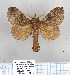  (Metanastria trefa - LBEOW-74)  @13 [ ] Unspecified (default): All Rights Reserved  Unspecified Unspecified