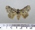  (Hypopacha cinerea - LASIO-DR-143)  @14 [ ] Unspecified (default): All Rights Reserved  Unspecified Unspecified